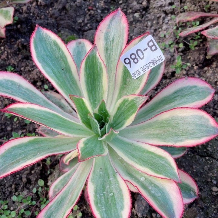 86魅影多肉12345678