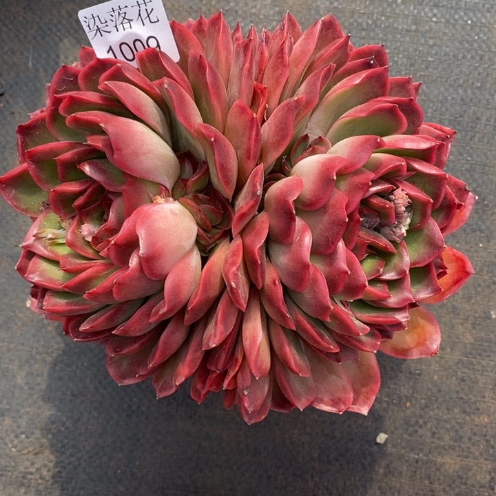 陌**开精品多肉植物1009