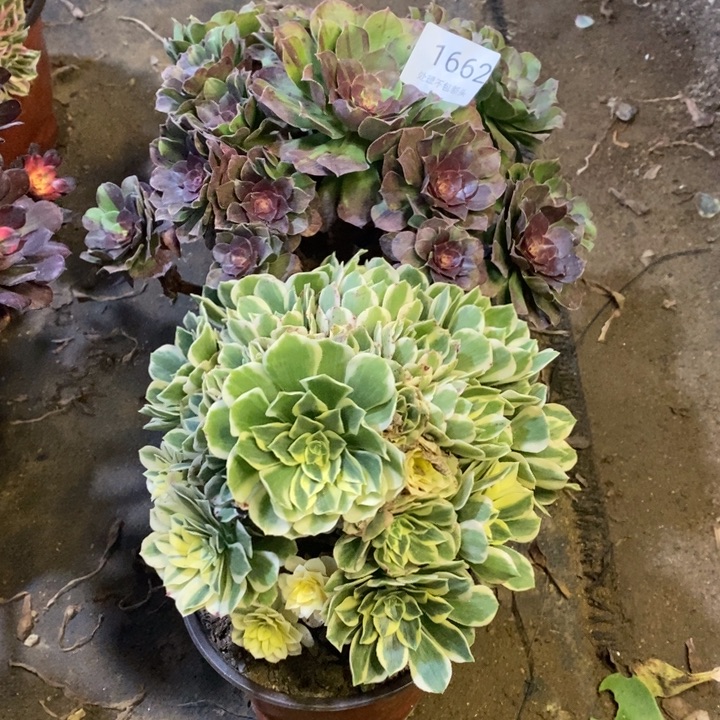 两盆多肉断头不包1662