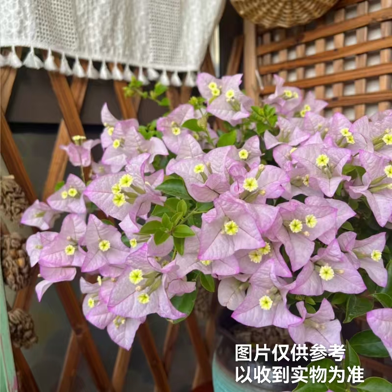 【苹果花】三角梅四季开花盆栽基地直发