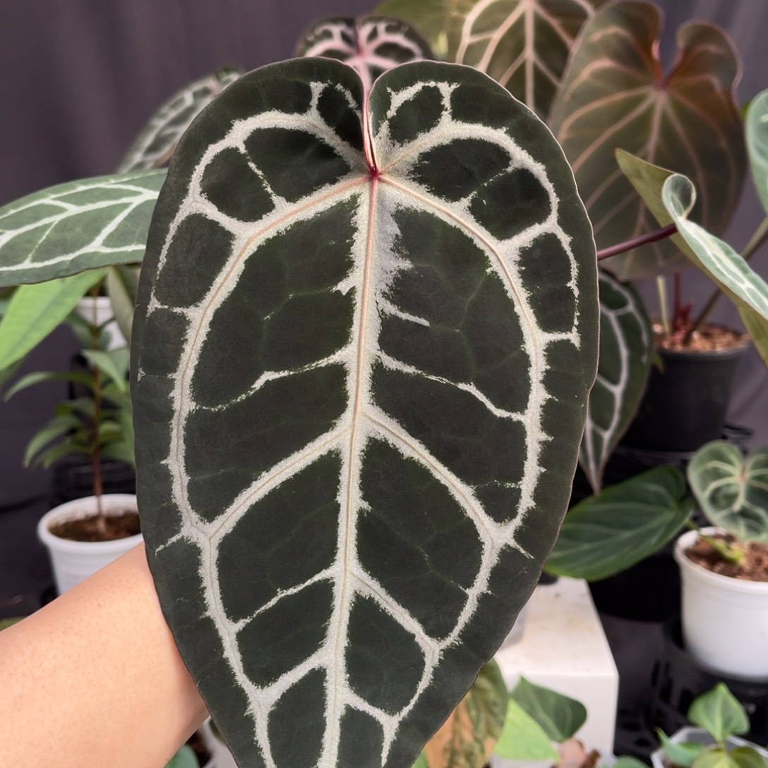 完全开放skg红杂紫水晶