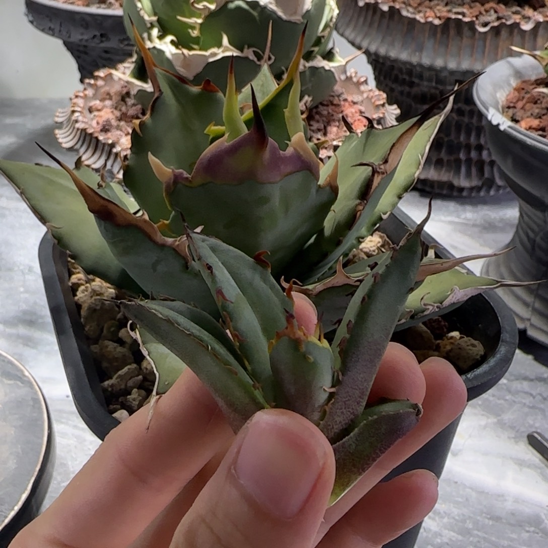 实生绿姬顶芽龙舌兰