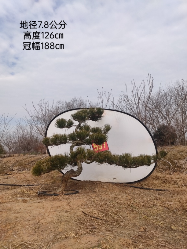   造型的黑松包邮仅限江浙沪