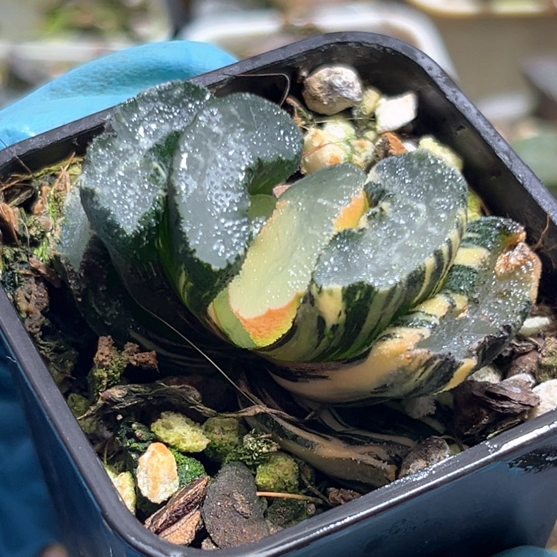 恭喜发财大吉大利433