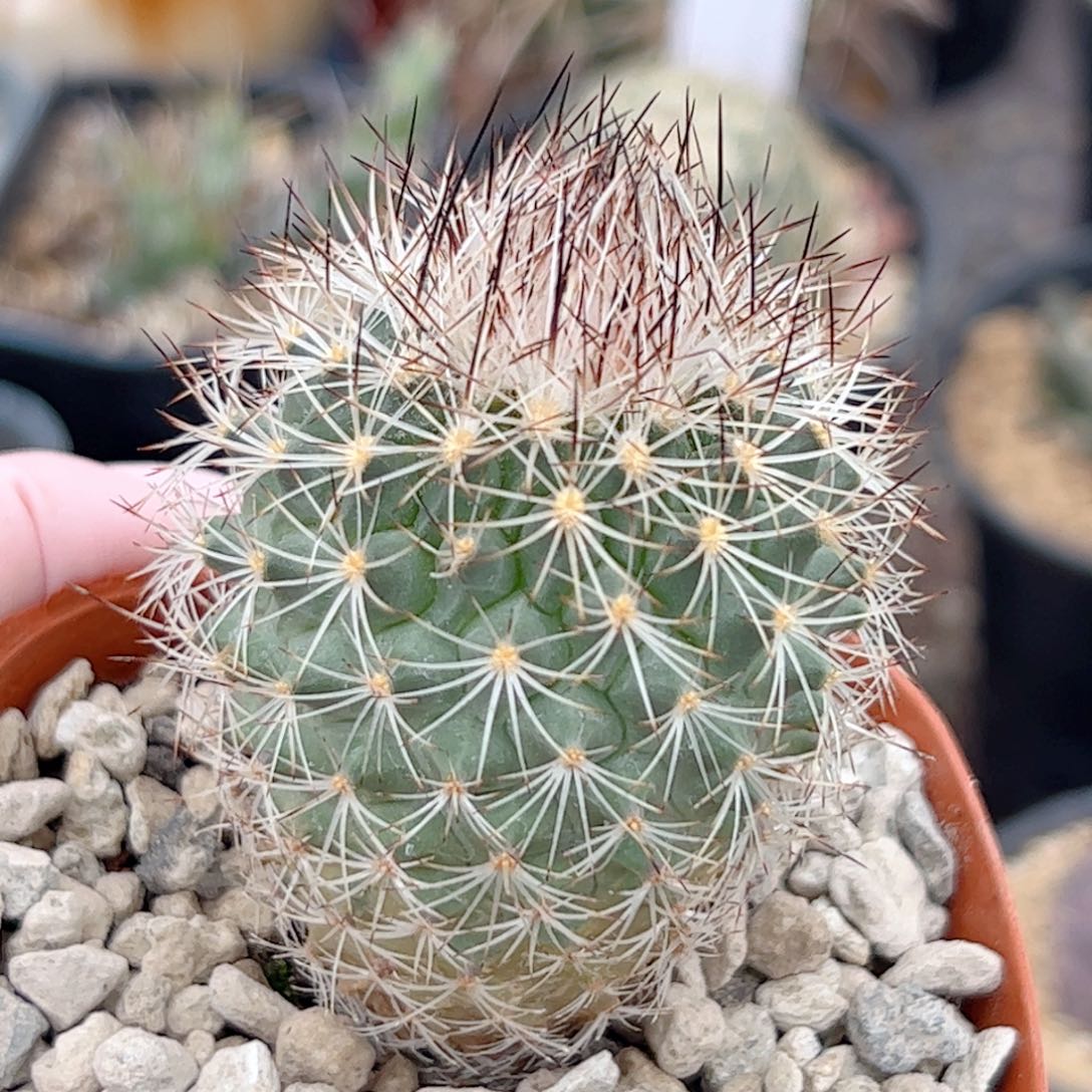 实生 白琅玉仙人球