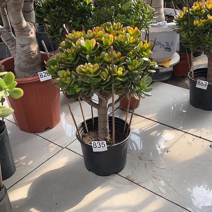 东***东糖果花月独杆老桩