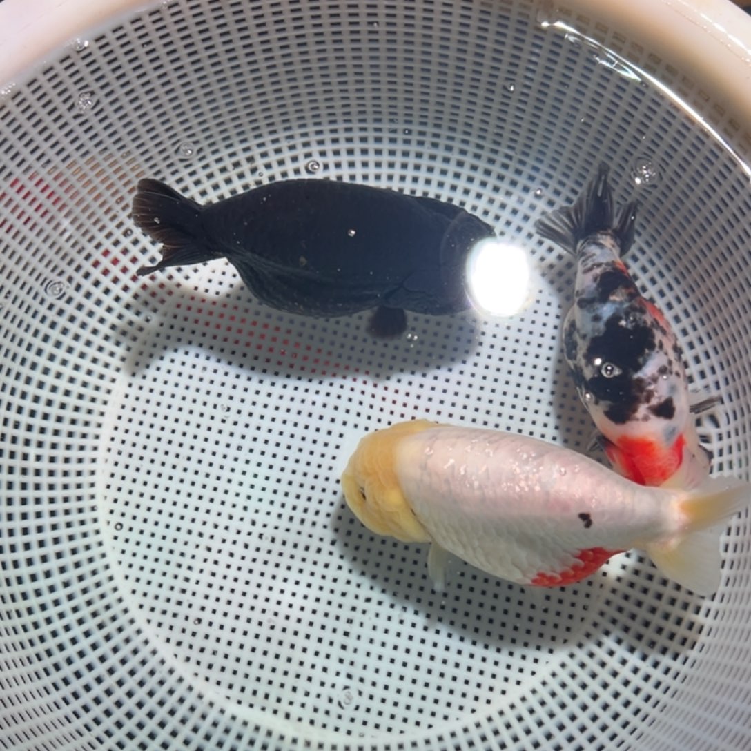 是****海水鱼潘氏金鱼兰寿金鱼