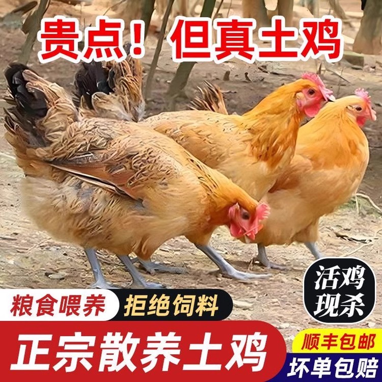 【新粉福利】2年两只正宗农村黑脚黄油老母鸡粮食散养现杀不鲜包退