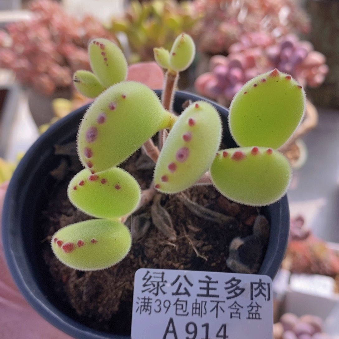 熊会掉叶914多肉植物