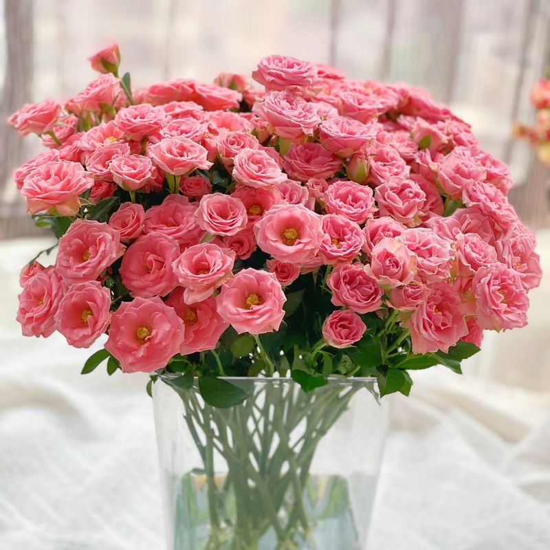 『露露公主』5枝 高品质 多头玫瑰 全场一单包邮 两单顺丰