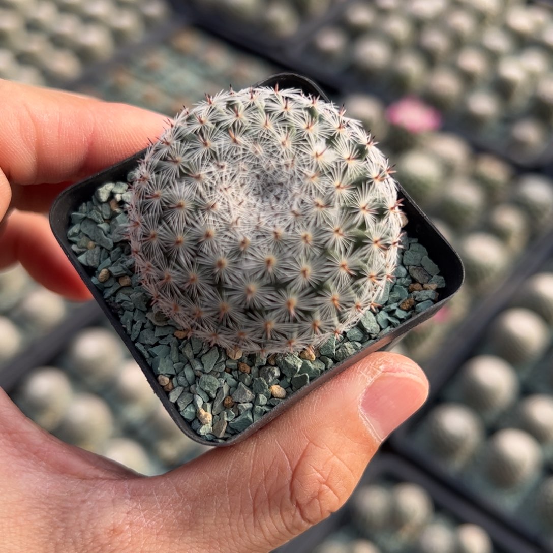 实生恋山彦杂 脱土发货的 