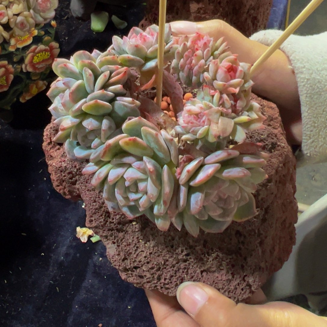 水蜜桃和草树莓是真的