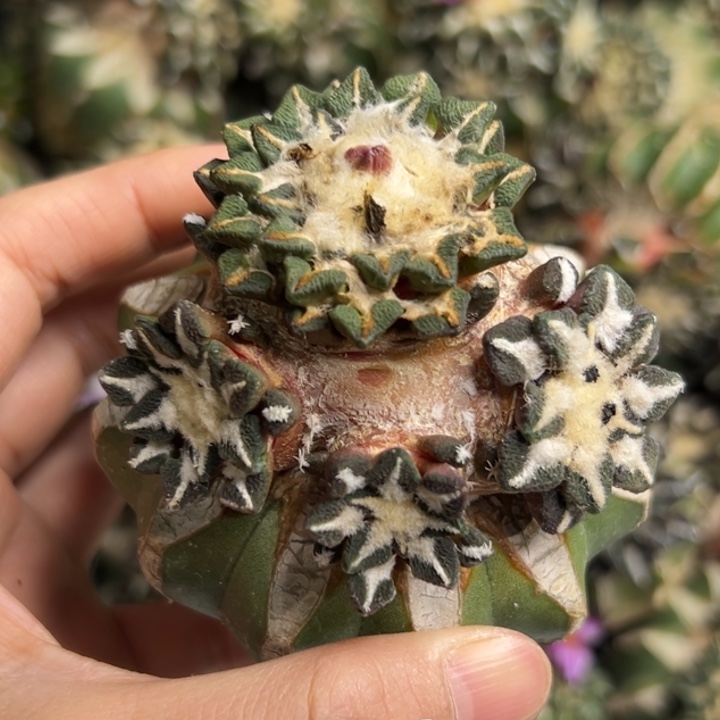 58 脱土带根发货