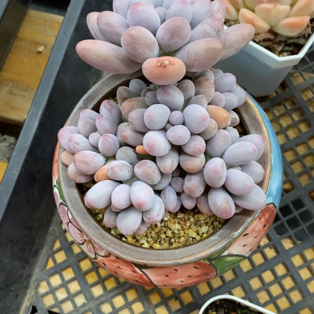 精品多肉一物一拍不包整102