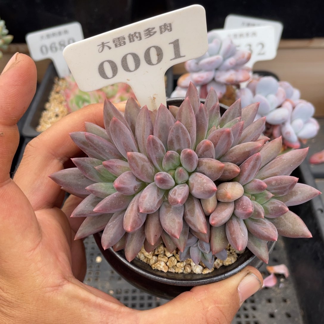 0001红蜻蜓不带盆11厘米