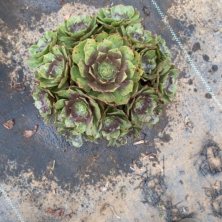 万圣节11多肉植物法师法师法师