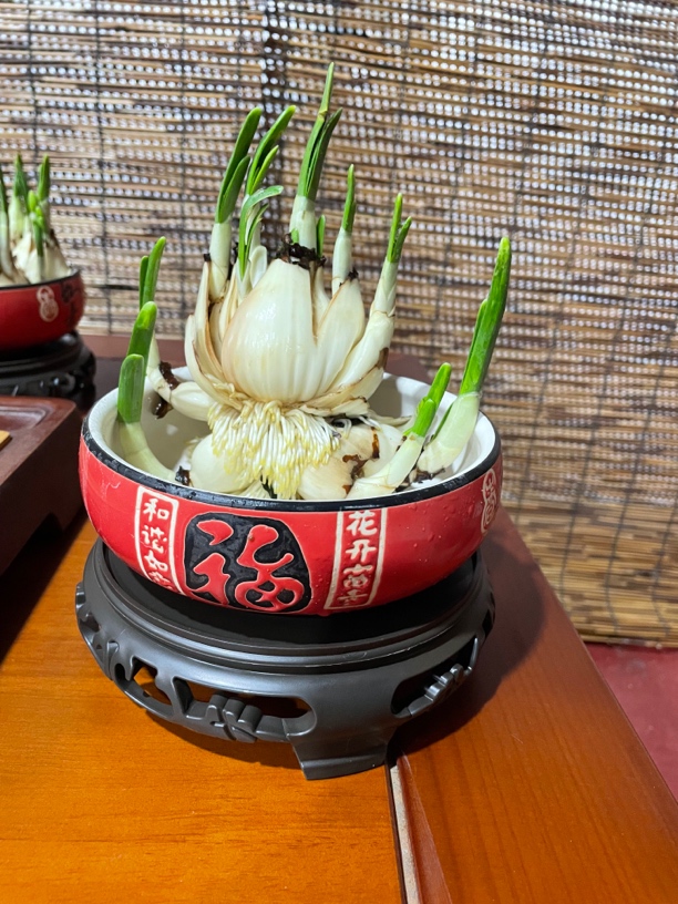 单瓣水仙花八字切花王漳州基地发货水培绿植盆栽懒人植物花