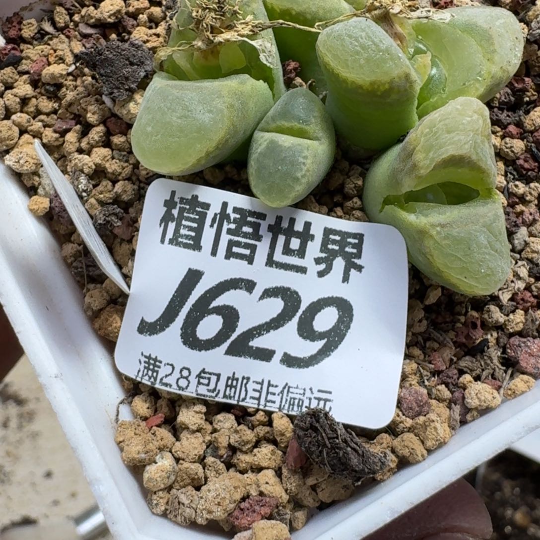 多肉植物的润泽地gh