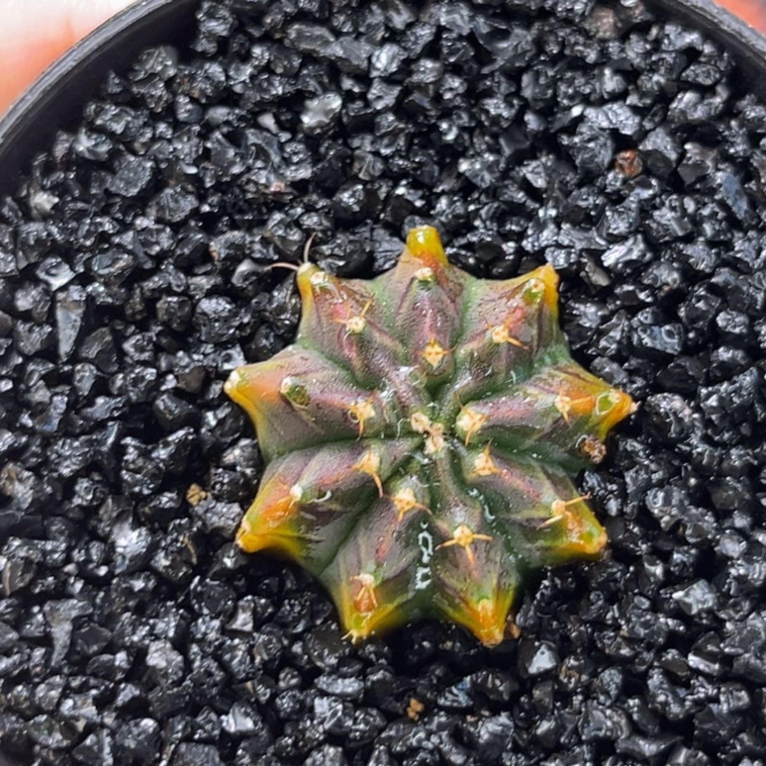 金灿灿 萨拉曼尼 米哈仙人球