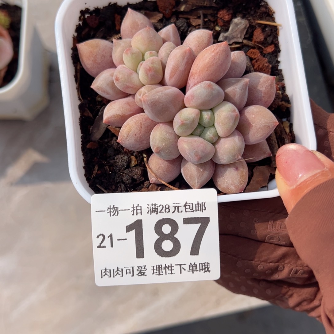 半夏，多肉多肉多肉多肉