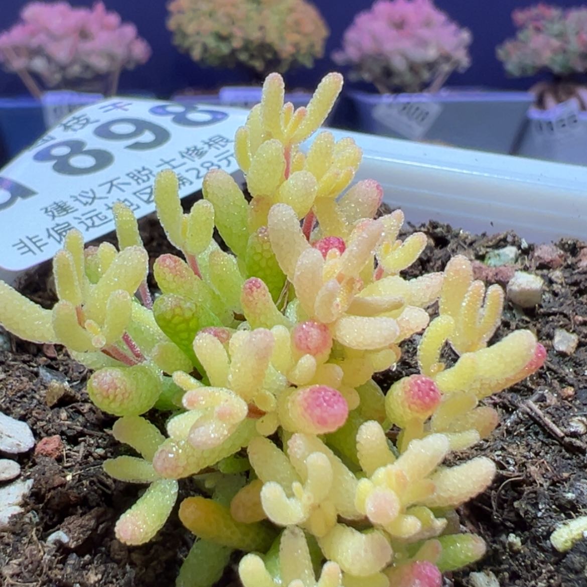 【闪购商品】d898飞机猪冠幅3cm