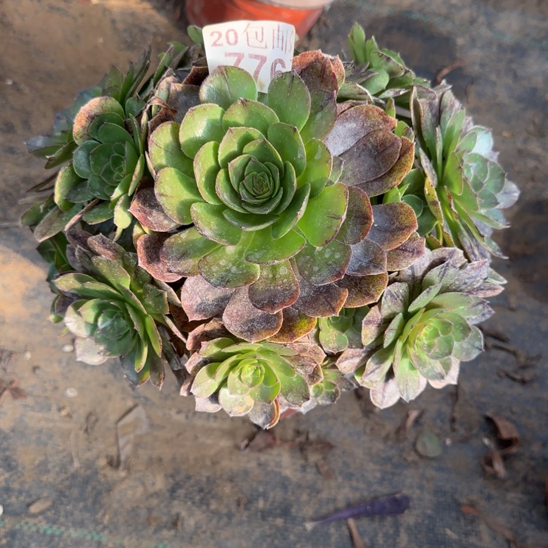 万拉丝776满20包邮断枝不包