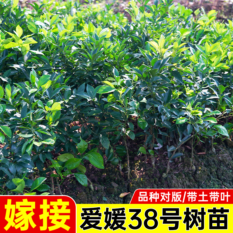 爱媛38号果冻橙树苗四川红美人爱媛38号早熟柑橘苗果树嫁接橙树苗