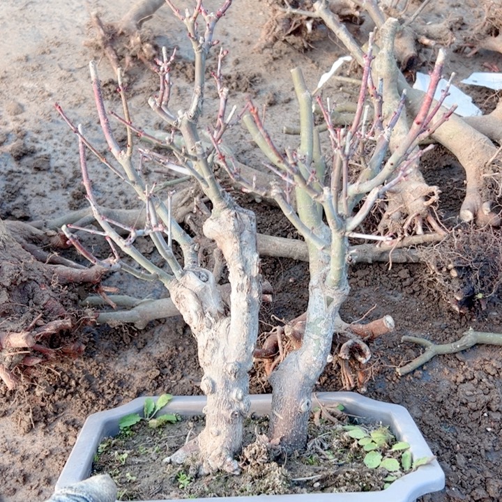 缘***仔无花朵枫树……枫树