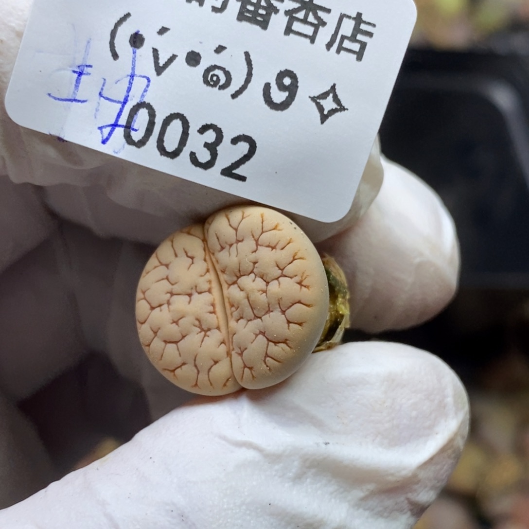 0032。抽奖。活动。随单