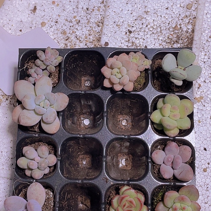 10颗圆胖组合【满10颗包邮】