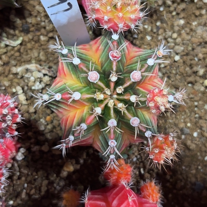 397-0815泰国发货