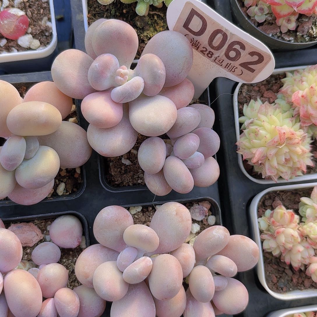 D062日系当黄奶一物一拍