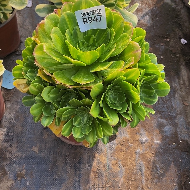 947多肉植物的生长