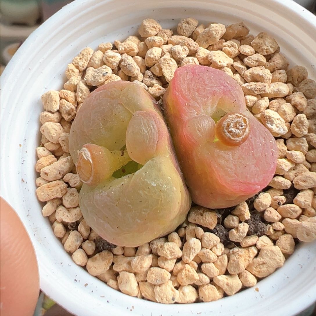 多肉植物280号双头