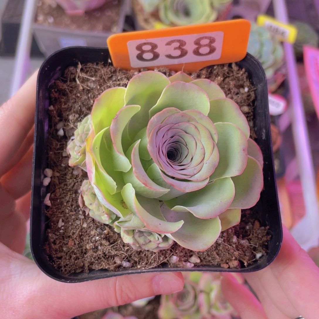 单品一物一拍83号山地玫瑰