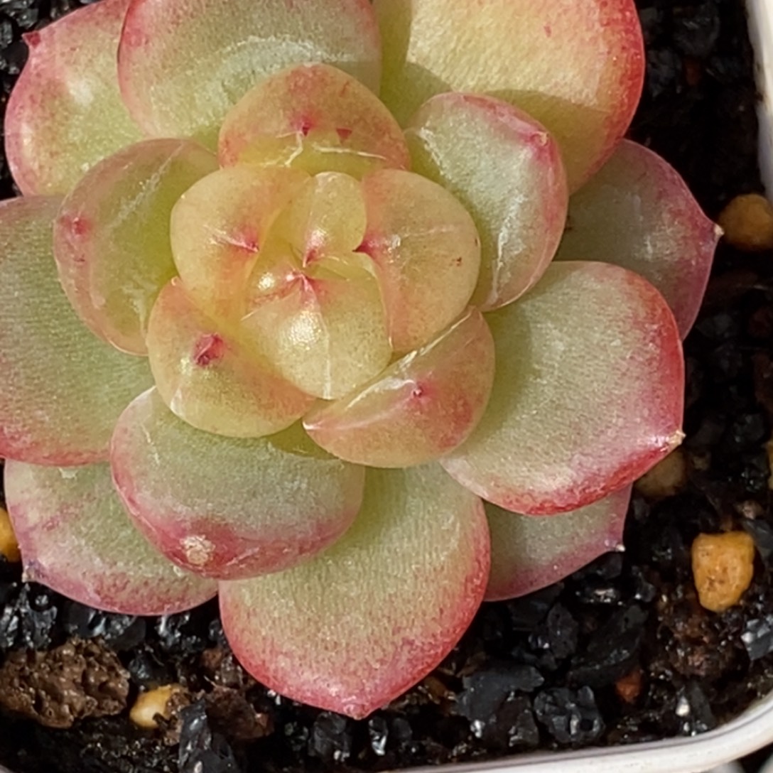 天官赐福百无禁忌