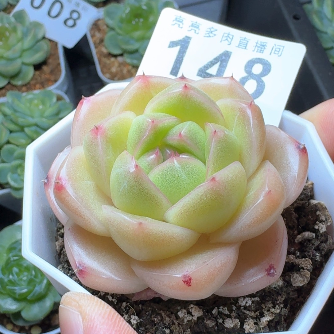 m100            多肉植物