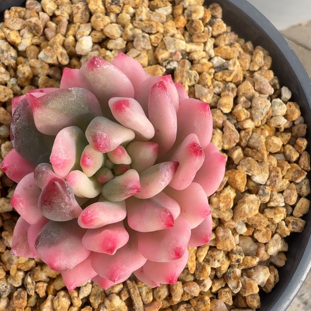 叶植庭多肉：蓝苹果锦