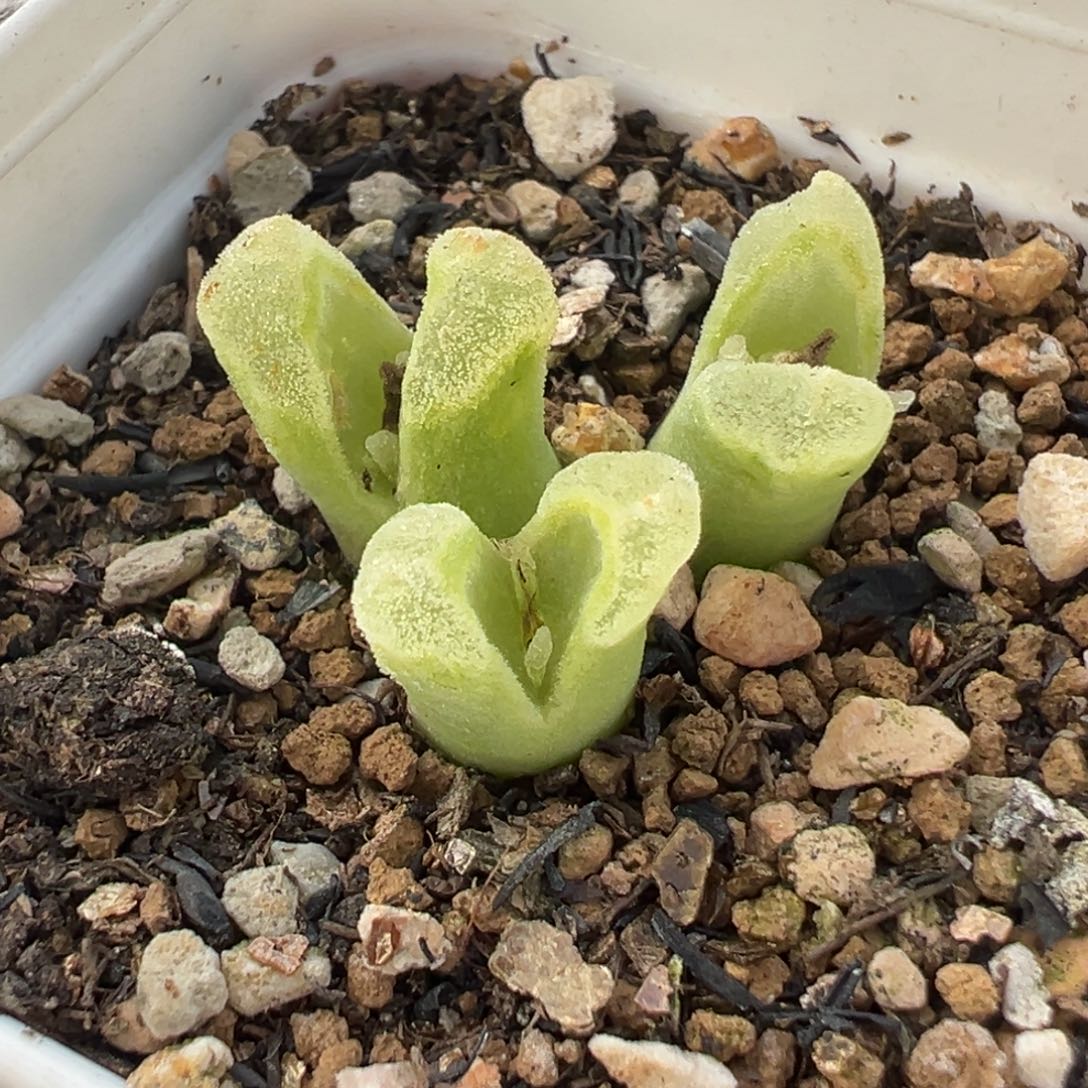 259多肉植物种类多样