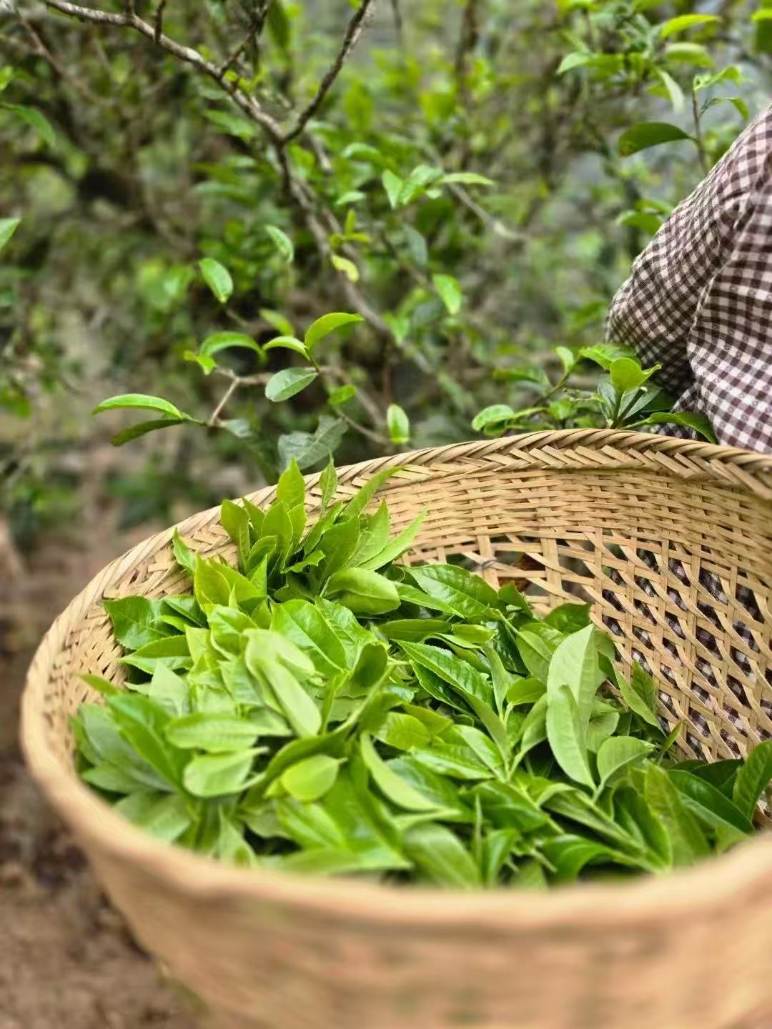 冰岛老寨79号兄妹茶业25年12月27日饼茶通用链接