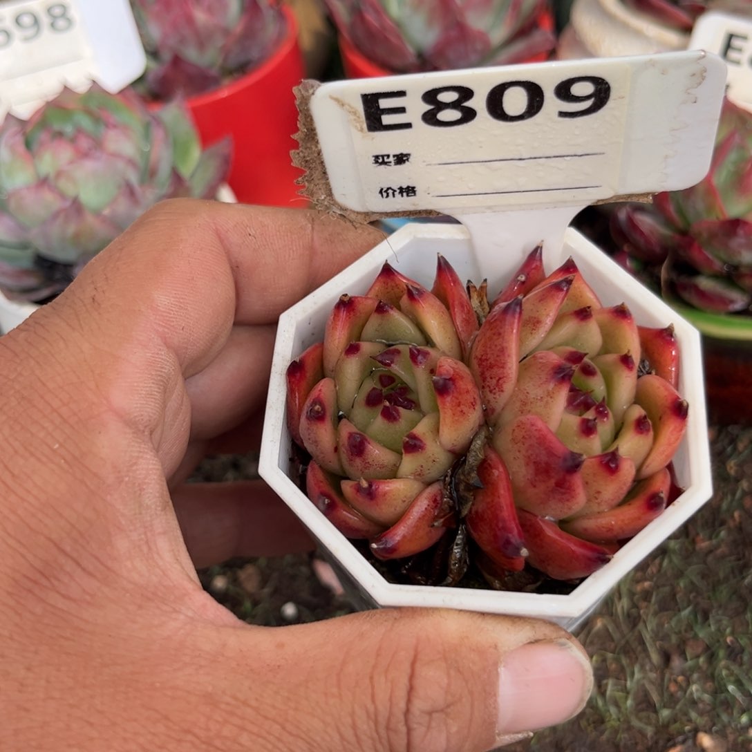 蓝龙多肉植物809号多肉