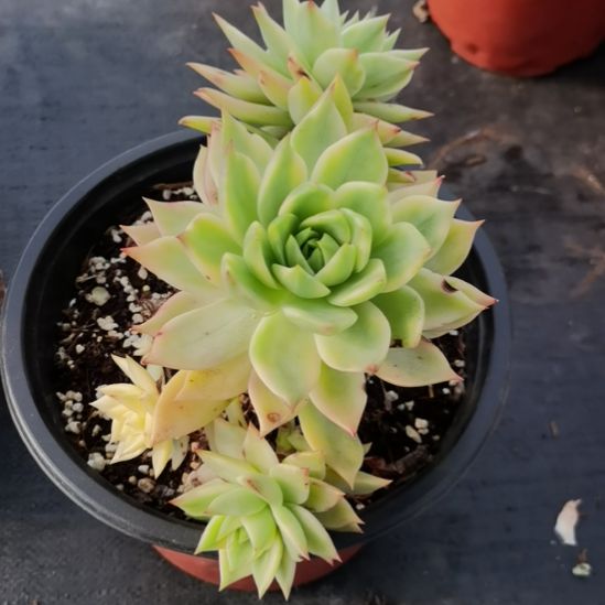 弗兰克白覆轮锦群捌下来发