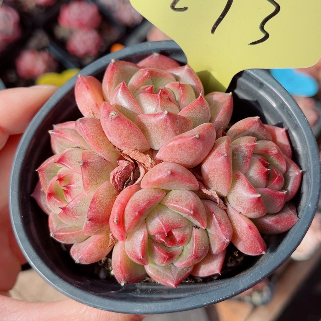 273号小老桩珍妮群