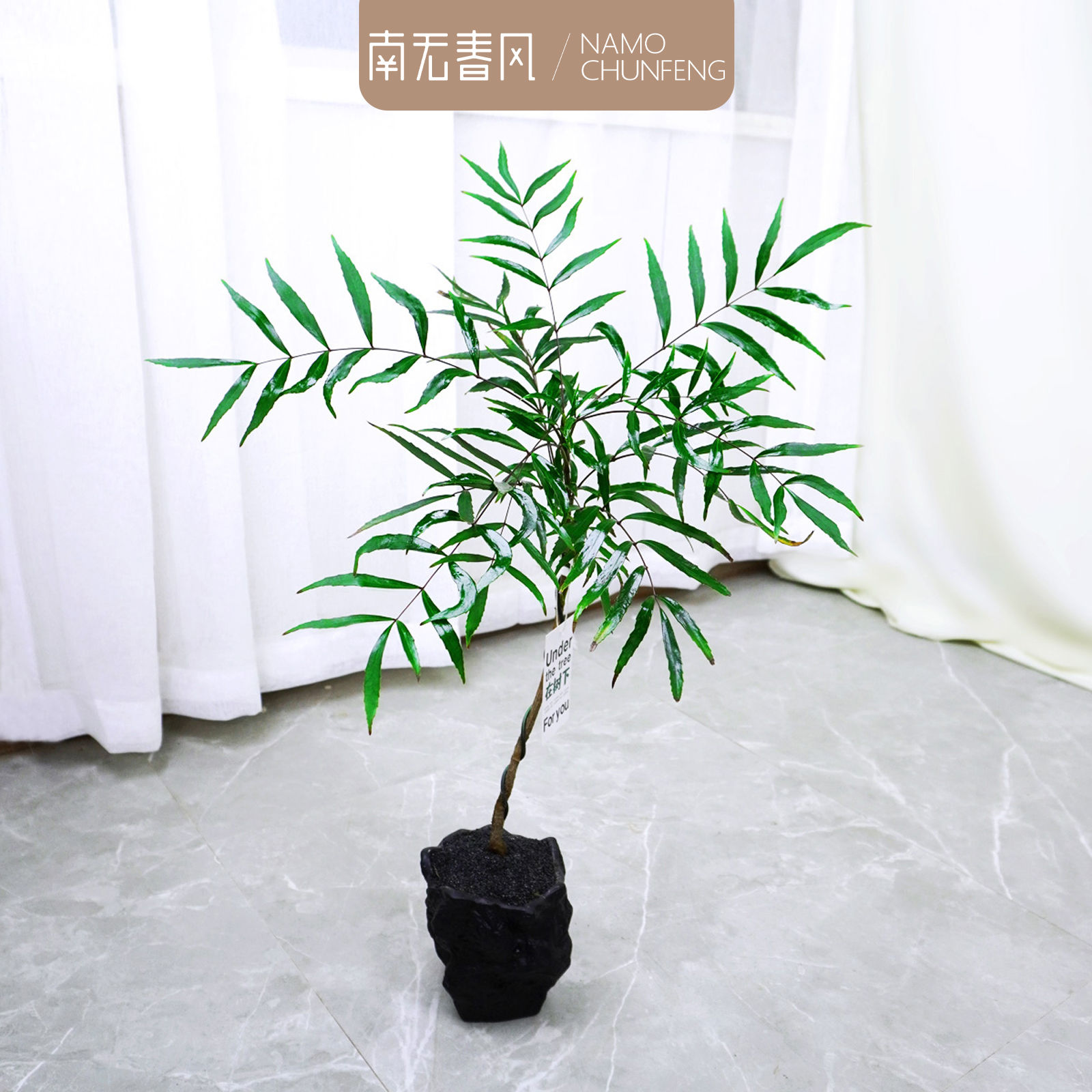 【羽毛竹叶】十大功劳侘寂风盆栽小众氛围设计师款绿植室内茶室客厅