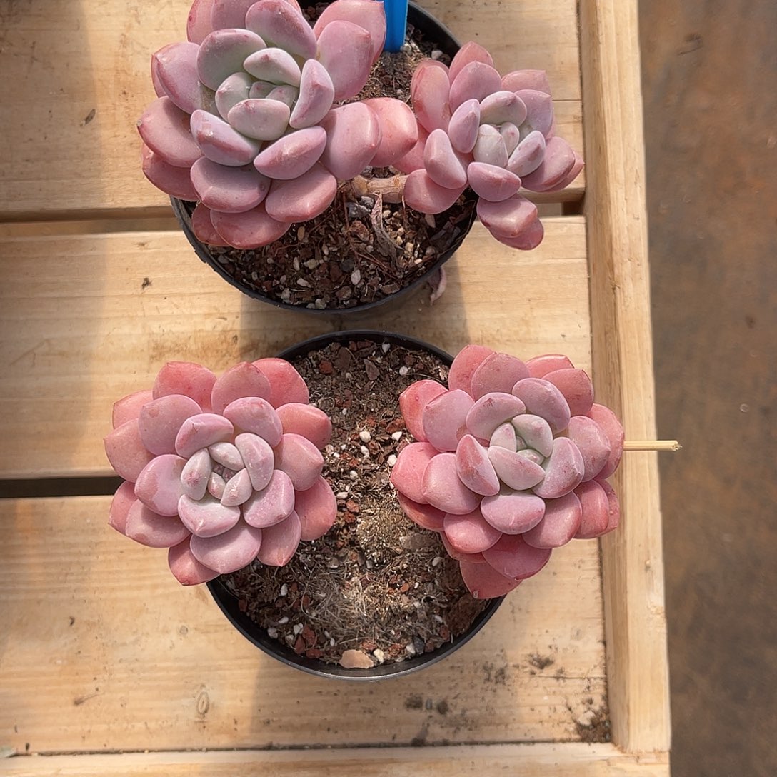 耿***耿云尘多肉一物一拍 988,