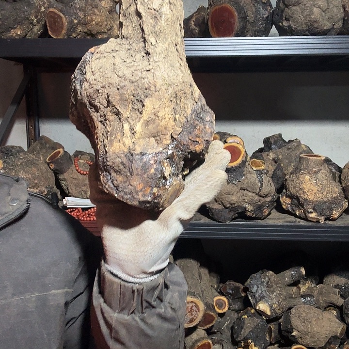 晓***轩香榧木火琉璃的故事是一个人