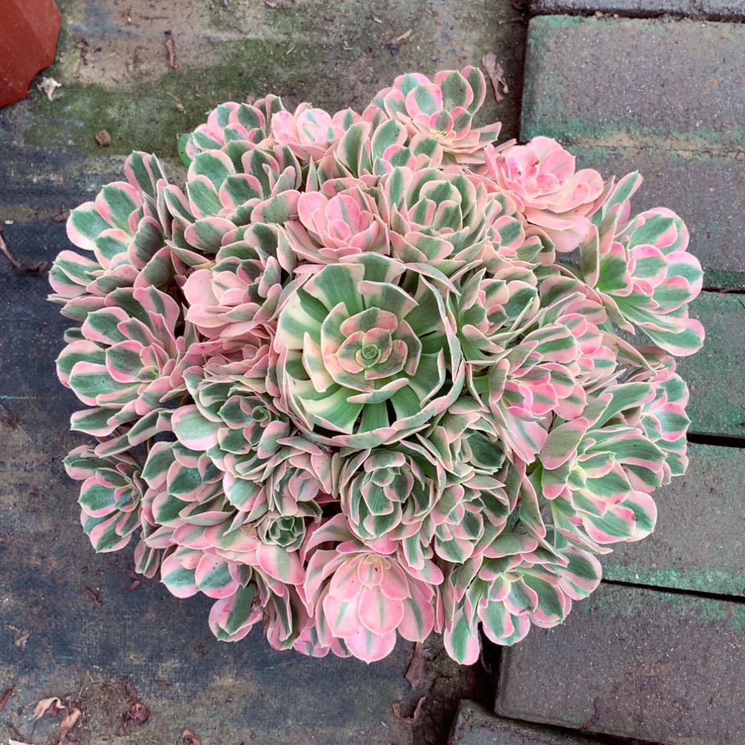 粉女郎，多肉植物的