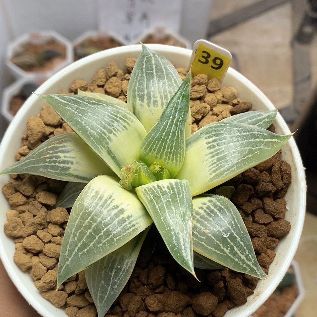 红陶39号糊斑康平锦一物一拍