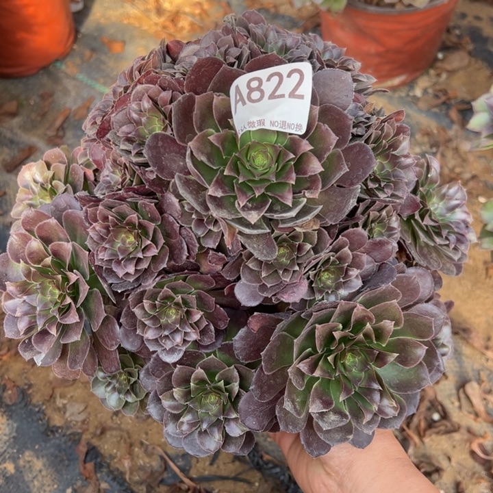 荷兰玫瑰多肉植物822.