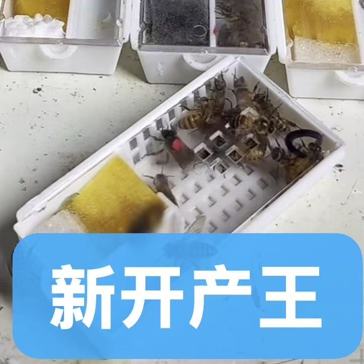 广东中蜂黑王新开产中蜂王1个包邮顺丰